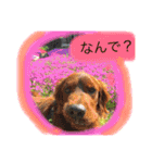 アイリッシュセター  ロビンのつぶやき（個別スタンプ：8）