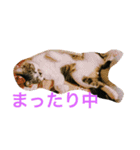 まめたにゃー1（個別スタンプ：1）