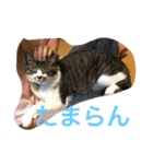 まめたにゃー1（個別スタンプ：2）