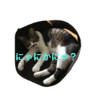 まめたにゃー1（個別スタンプ：4）