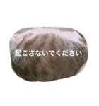 まめたにゃー1（個別スタンプ：5）