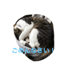 まめたにゃー1（個別スタンプ：7）