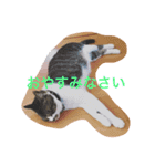 まめたにゃー1（個別スタンプ：9）