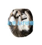 まめたにゃー1（個別スタンプ：10）