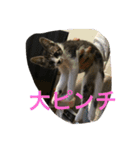 まめたにゃー1（個別スタンプ：11）