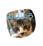 まめたにゃー1（個別スタンプ：13）