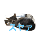 まめたにゃー1（個別スタンプ：14）
