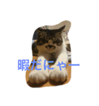 まめたにゃー1（個別スタンプ：15）