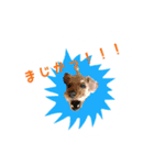 ぷぅばぅ（個別スタンプ：1）