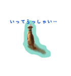 ぷぅばぅ（個別スタンプ：4）