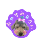 ぷぅばぅ（個別スタンプ：8）