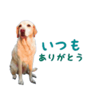 ブラウニー（個別スタンプ：7）