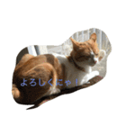 チビ太のスタンプ（個別スタンプ：8）