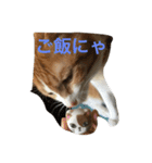 チビ太のスタンプ（個別スタンプ：17）