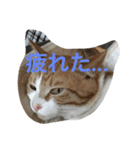 チビ太のスタンプ（個別スタンプ：19）