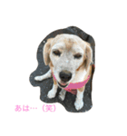 ぺぺカルミート（個別スタンプ：3）
