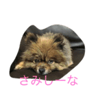 ぺぺカルミート（個別スタンプ：9）