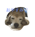 ぺぺカルミート（個別スタンプ：10）