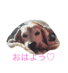 ぺぺカルミート（個別スタンプ：11）