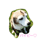 ぺぺカルミート（個別スタンプ：15）