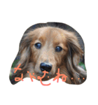 よく使う言葉(ダックスごんた編)（個別スタンプ：27）