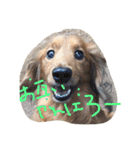 よく使う言葉(ダックスごんた編)（個別スタンプ：38）