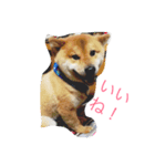 柴犬 しょうきちの日常（個別スタンプ：1）