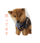 柴犬 しょうきちの日常（個別スタンプ：3）