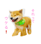 柴犬 しょうきちの日常（個別スタンプ：5）