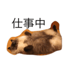 毎日ねこねこ（個別スタンプ：2）