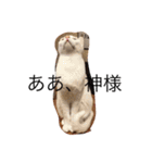 毎日ねこねこ（個別スタンプ：3）
