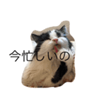 毎日ねこねこ（個別スタンプ：4）