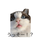 毎日ねこねこ（個別スタンプ：5）