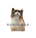 毎日ねこねこ（個別スタンプ：6）