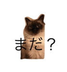 毎日ねこねこ（個別スタンプ：8）