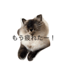 毎日ねこねこ（個別スタンプ：11）