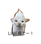毎日ねこねこ（個別スタンプ：12）
