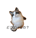 毎日ねこねこ（個別スタンプ：13）
