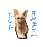 毎日ねこねこ（個別スタンプ：14）