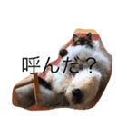 毎日ねこねこ（個別スタンプ：16）