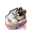 毎日ねこねこ（個別スタンプ：17）