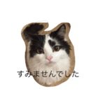 毎日ねこねこ（個別スタンプ：19）