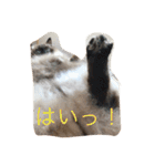 毎日ねこねこ（個別スタンプ：20）