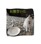 毎日ねこねこ（個別スタンプ：21）