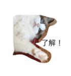 毎日ねこねこ（個別スタンプ：22）