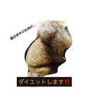 わんこの1日（個別スタンプ：5）