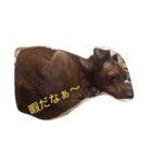 わんこの1日（個別スタンプ：6）