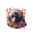 わんこの1日（個別スタンプ：8）