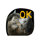 猫スタ（ねこのすたんぷ）（個別スタンプ：1）