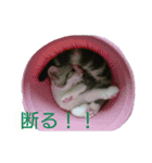 猫スタ（ねこのすたんぷ）（個別スタンプ：2）